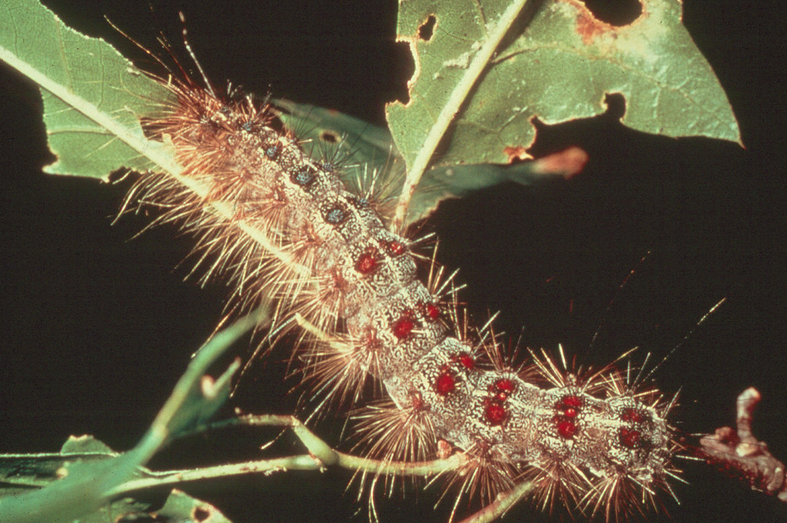 Rash of gypsy moth caterpillars has region itching for ...
